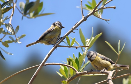 Blue tit male and female in an olive treeの写真素材