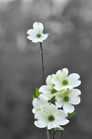 White dogwood flowers in springの写真素材
