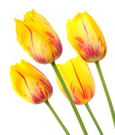 Yellow tulips with red stripes in a bunch of fourの写真素材