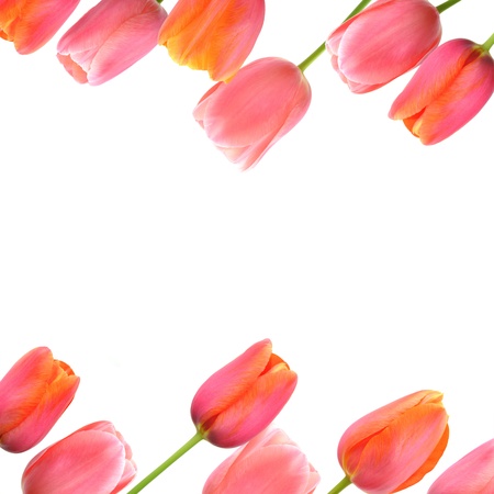 Flower background with pink tulips borderの写真素材