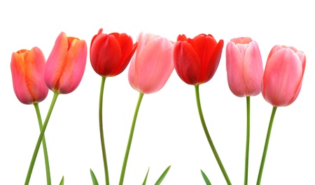 Row of pink and red spring tulip flowers on white backgroundの写真素材