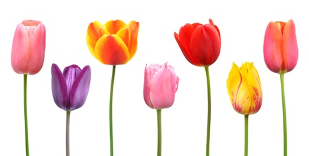 Spring tulips in assorted colors of pink, purple, orange, red, and yellowの写真素材