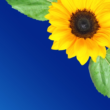 Sunflower background with space for textの写真素材