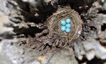 Blue eggs in the nest of an Eastern Bluebird, hidden safely inside a wood post holeの写真素材