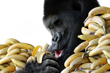 Big hungry gorilla eating a healthy snack of bananas for breakfast, isolated on white backgroundの写真素材