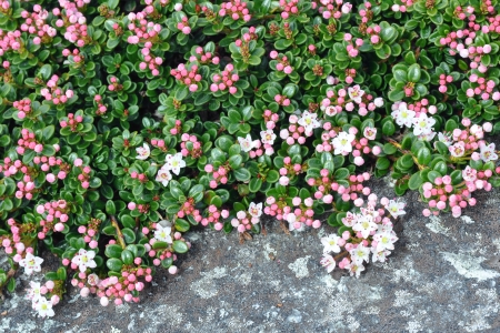 Sand myrtle flowers closeup macroの写真素材