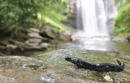 Spotted black newt on a wet rock at the base of Looking Glass Falls.