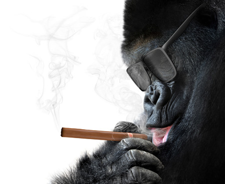 Badass gorilla with cool sunglasses smoking a cuban cigar like a bossの写真素材