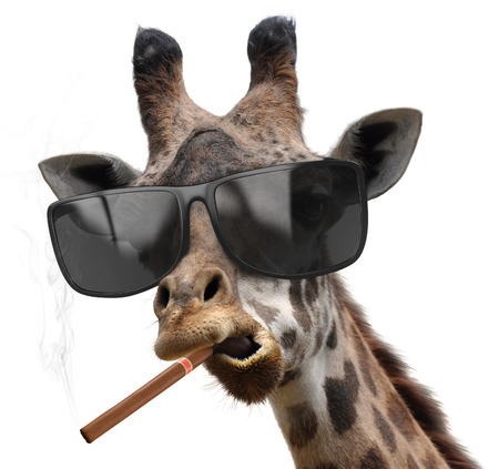 Macho giraffe with cool sunglasses smoking a cuban cigar like a bossの写真素材