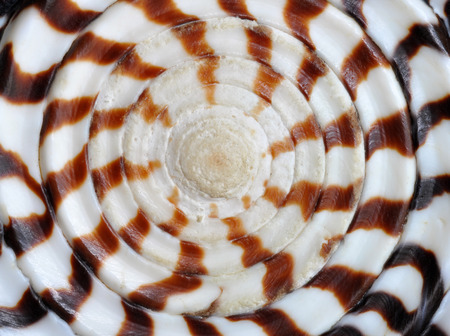 Natural background texture of an abstract seashell spiral designの写真素材