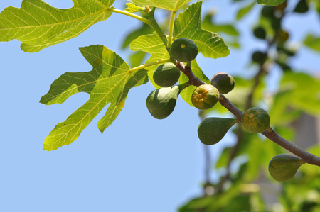 Young green fruits on a fig tree branch