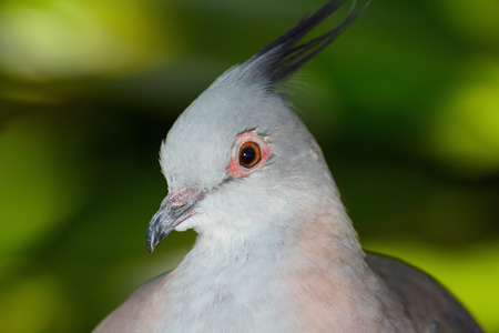 Closeup bird portrait of a crested pigeon, or Ocyphaps lophotesの写真素材