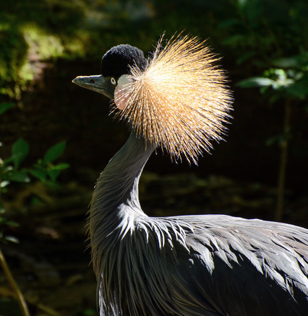Closeup bird portrait of a grey crowned crane, scientific name Balearica regulorumの写真素材