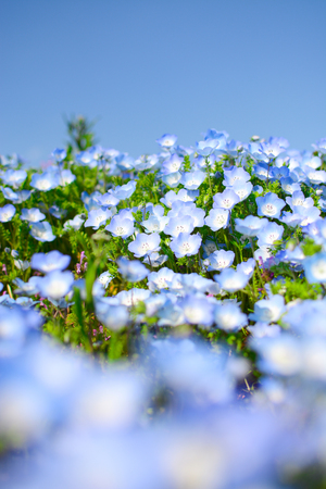 Baby blue eyes nemophila flowers macro with foreground blur, at Hitachi Seaside Park in Japanの写真素材