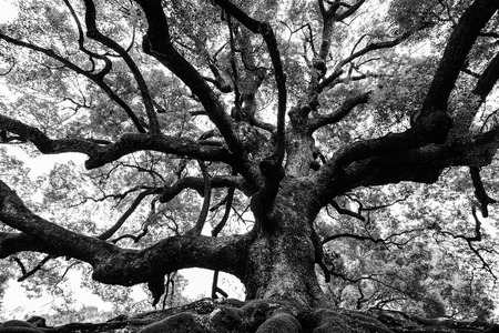 Ancient oak tree with sturdy roots and mighty branches in high contrast black and whiteの写真素材