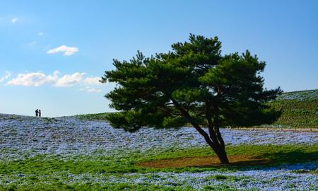 Single pine tree in a big field of baby blue eyes nemophila flowers at Hitachi Seaside Park in Japanの写真素材