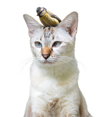 Unusual pet friendship between a cute cat and little bird, isolated on a white backgroundの写真素材