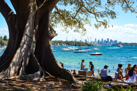 SYDNEY, AUSTRALIA - MARCH 18, 2018 - Friends and families relax under the shade of a huge tree in Robertson Park at Watson's Bayのeditorial素材