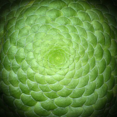Symmetrical center of a saucer plant, known by the scientific name Aeonium tabuliformeの写真素材
