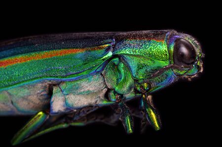 Macro of a tamamushi beetle, or gem bug, scientific name Chrysochroa fulgidissimaの写真素材
