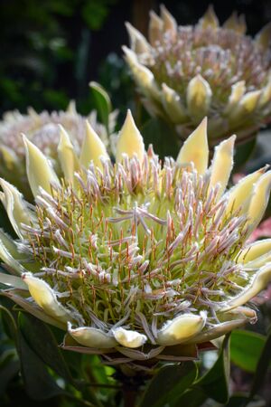 Close-up of a beautiful protea flower with sharp focus on the many stamensの写真素材