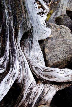 Dry roots of the tree on the stoneの写真素材