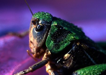 Grasshopper portrait with dawn dew