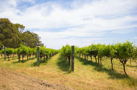 vineyard の写真素材