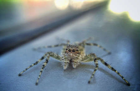 spiders eyes . in macro