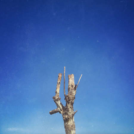 leafless tree on a clear skyの素材