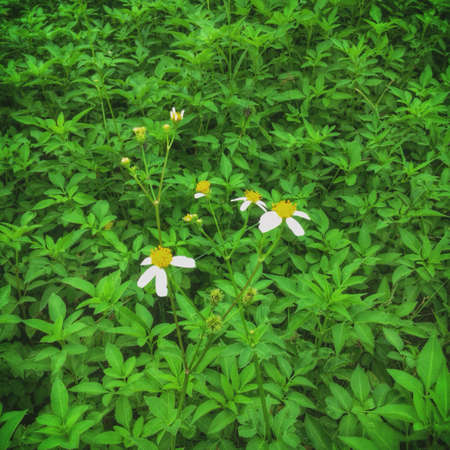 image of blooming flowerの素材