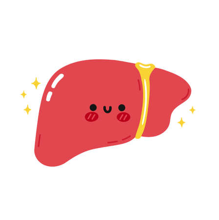 Cute funny healthy liver organ character. Vector hand drawn cartoon kawaii character illustration icon. Isolated on white background. Human healthy Liver organ, cartoon character conceptのイラスト素材