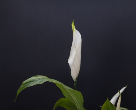 Smooth crane taroの写真素材