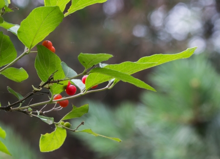 Cherry の写真素材
