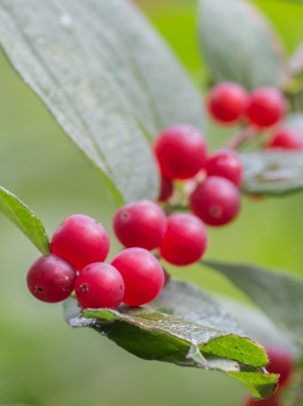 Cherry の写真素材