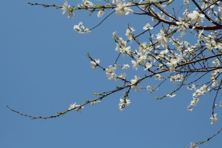 Apricot blossomの写真素材