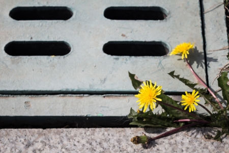Yellow dandelion flowersの写真素材