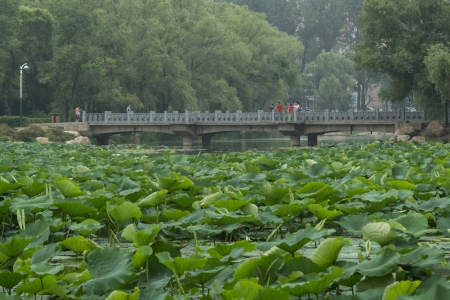 Lotus pond and the traditional hexiangのeditorial素材