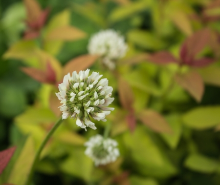 Clover flowersの写真素材