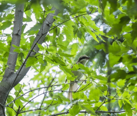 The bird  borlaug の写真素材