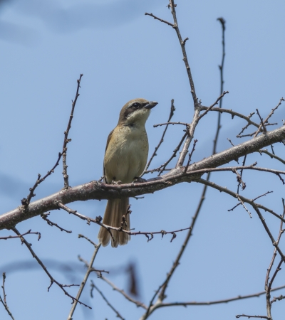 The bird  borlaug の写真素材