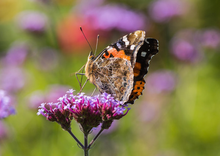 Flowers and butterfliesの写真素材