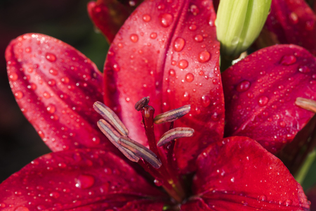 Lily bloomの写真素材