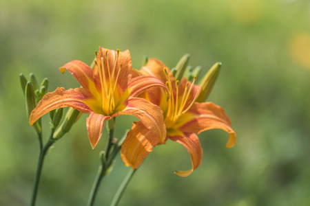Lily bloomの写真素材