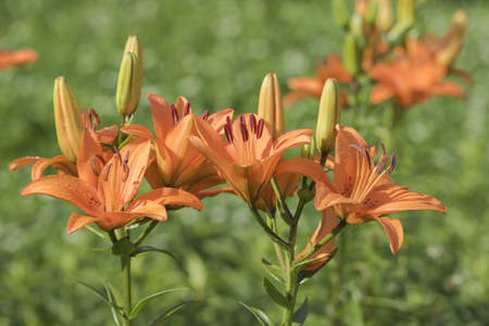 Lily bloomの写真素材