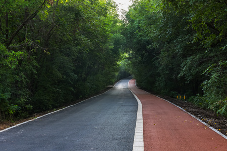 Forest road in lush forestの写真素材