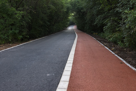 Forest road in lush forestの写真素材