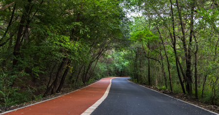 Forest road in lush forestの写真素材