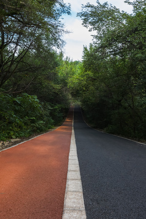 Forest road in lush forestの写真素材