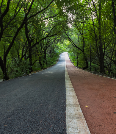 Forest road in lush forestの写真素材